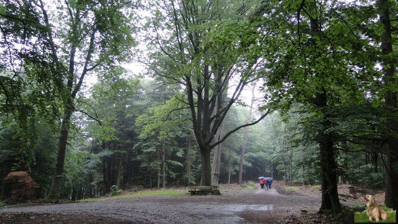 Ritterstein Nr. 206-7 Katzeneiche.JPG - Ritterstein Nr.206 Katzeneiche